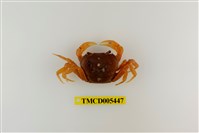藏品(蔡氏澤蟹)的圖片